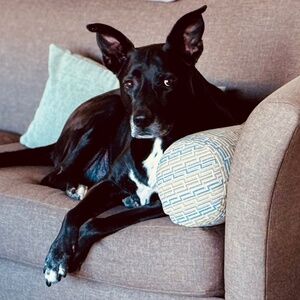 Meet your Posher, Sharjeel